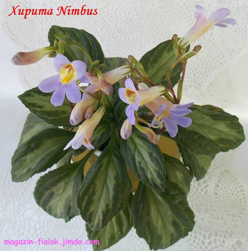 Primulina Nimbus