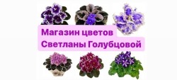 Фиалка психоделик шоу фото и описание сорта